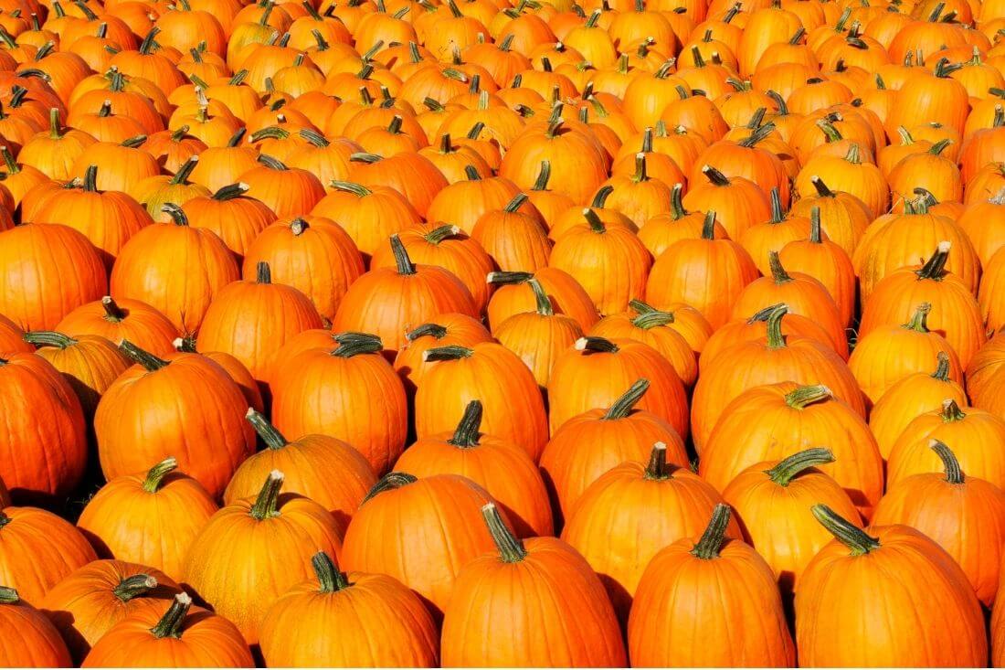 大量のかぼちゃ